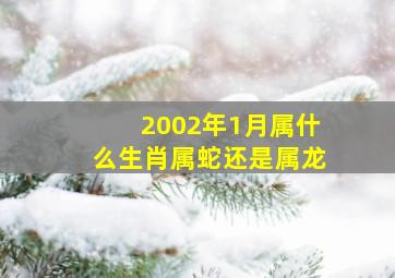 2002年1月属什么生肖属蛇还是属龙