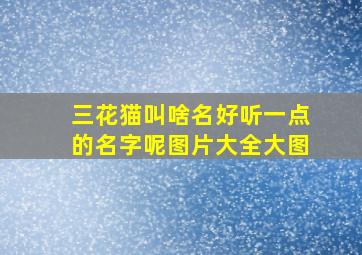 三花猫叫啥名好听一点的名字呢图片大全大图