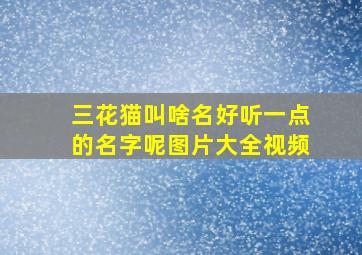 三花猫叫啥名好听一点的名字呢图片大全视频