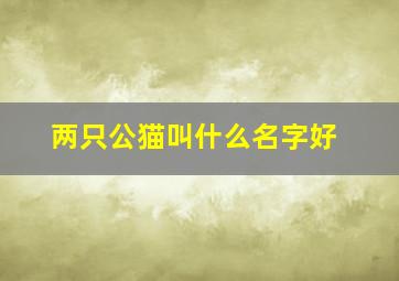 两只公猫叫什么名字好