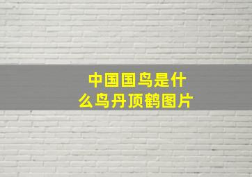 中国国鸟是什么鸟丹顶鹤图片