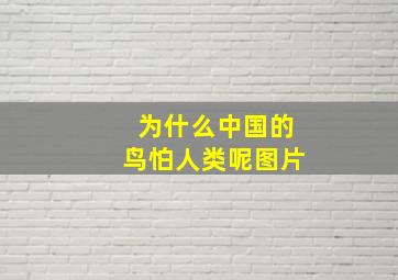 为什么中国的鸟怕人类呢图片