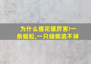 为什么狸花猫厉害!一条蜈蚣,一只蟑螂逃不掉