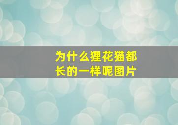 为什么狸花猫都长的一样呢图片