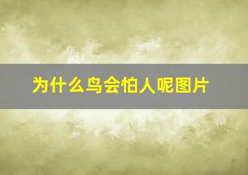 为什么鸟会怕人呢图片