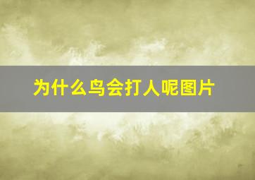 为什么鸟会打人呢图片