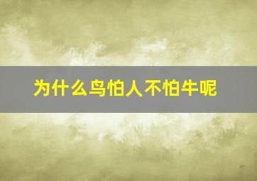 为什么鸟怕人不怕牛呢