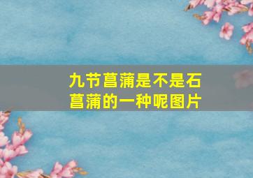 九节菖蒲是不是石菖蒲的一种呢图片