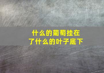 什么的葡萄挂在了什么的叶子底下