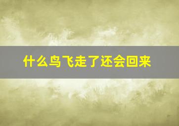 什么鸟飞走了还会回来