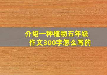 介绍一种植物五年级作文300字怎么写的