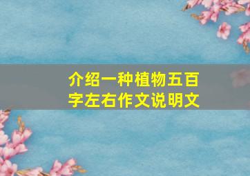 介绍一种植物五百字左右作文说明文