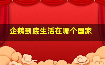 企鹅到底生活在哪个国家