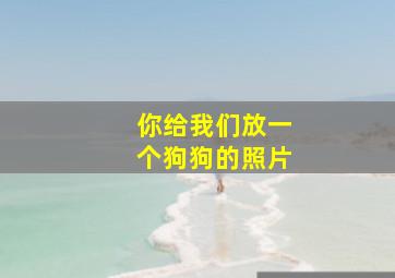 你给我们放一个狗狗的照片