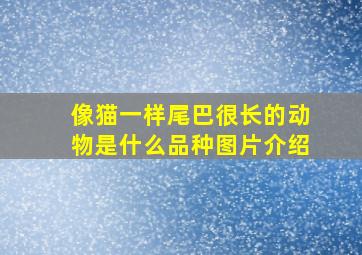 像猫一样尾巴很长的动物是什么品种图片介绍