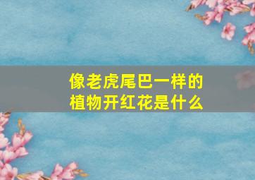 像老虎尾巴一样的植物开红花是什么