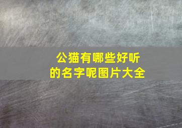 公猫有哪些好听的名字呢图片大全