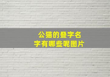 公猫的叠字名字有哪些呢图片