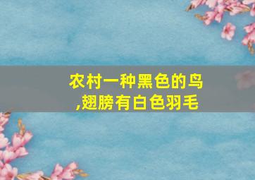 农村一种黑色的鸟,翅膀有白色羽毛