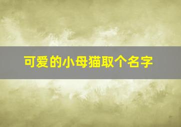 可爱的小母猫取个名字