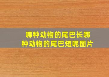 哪种动物的尾巴长哪种动物的尾巴短呢图片