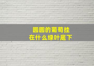 圆圆的葡萄挂在什么绿叶底下