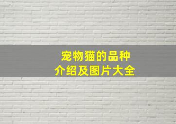 宠物猫的品种介绍及图片大全