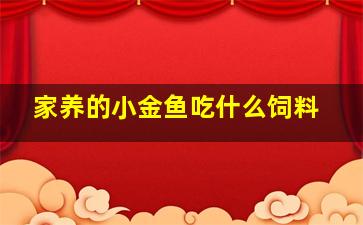 家养的小金鱼吃什么饲料