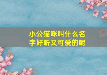 小公猫咪叫什么名字好听又可爱的呢