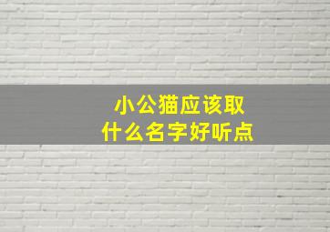 小公猫应该取什么名字好听点