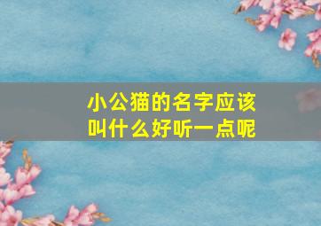 小公猫的名字应该叫什么好听一点呢