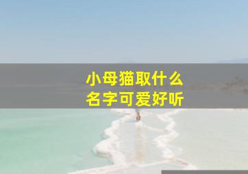 小母猫取什么名字可爱好听