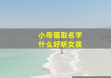 小母猫取名字什么好听女孩