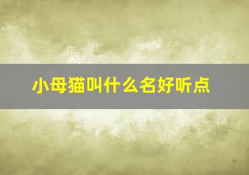 小母猫叫什么名好听点