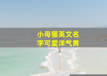 小母猫英文名字可爱洋气男