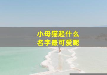 小母猫起什么名字最可爱呢