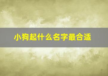 小狗起什么名字最合适