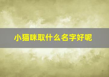 小猫咪取什么名字好呢