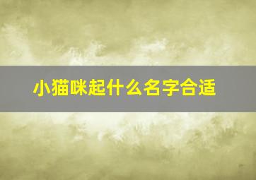 小猫咪起什么名字合适