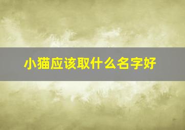 小猫应该取什么名字好