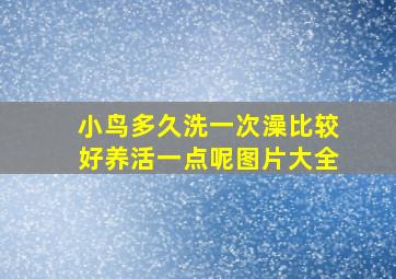 小鸟多久洗一次澡比较好养活一点呢图片大全