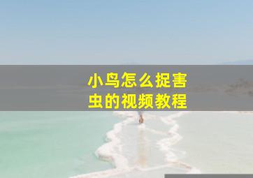 小鸟怎么捉害虫的视频教程