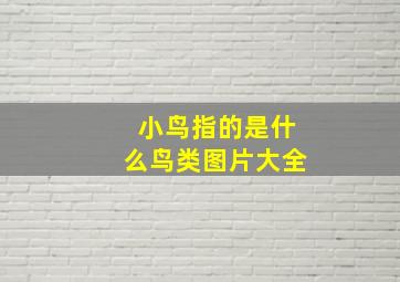 小鸟指的是什么鸟类图片大全