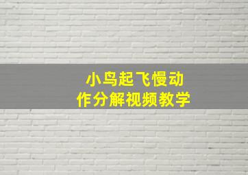 小鸟起飞慢动作分解视频教学