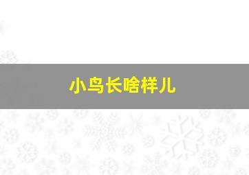 小鸟长啥样儿