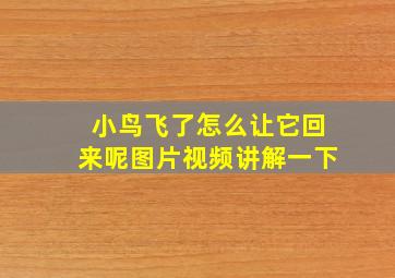 小鸟飞了怎么让它回来呢图片视频讲解一下