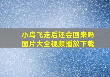 小鸟飞走后还会回来吗图片大全视频播放下载