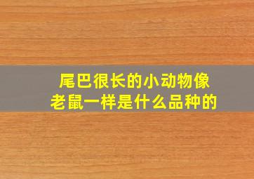 尾巴很长的小动物像老鼠一样是什么品种的