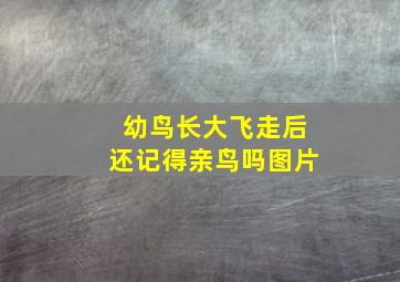 幼鸟长大飞走后还记得亲鸟吗图片