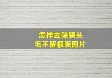 怎样去除猪头毛不留根呢图片